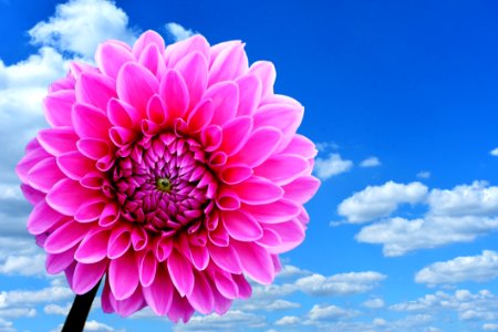 Flower Pink Sky Flowering Plant