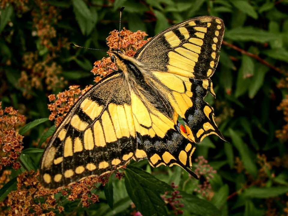 Butterfly Moths And Butterflies Brush Footed Butterfly Insect