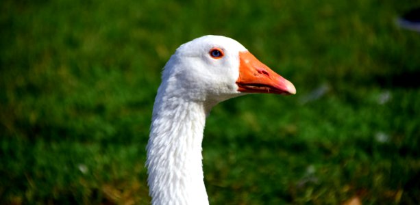 Beak Bird Water Bird Ducks Geese And Swans photo