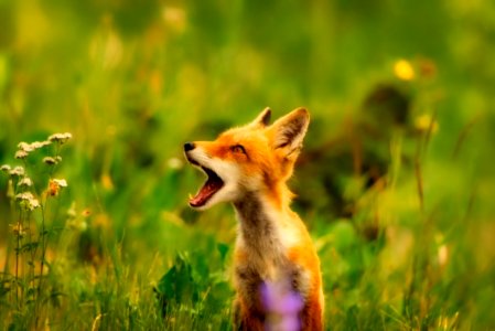 Fox Wildlife Red Fox Fauna photo