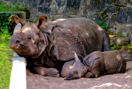 Mammal Fauna Terrestrial Animal Rhinoceros photo