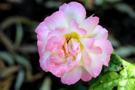 Flower Pink Plant Rose Family photo