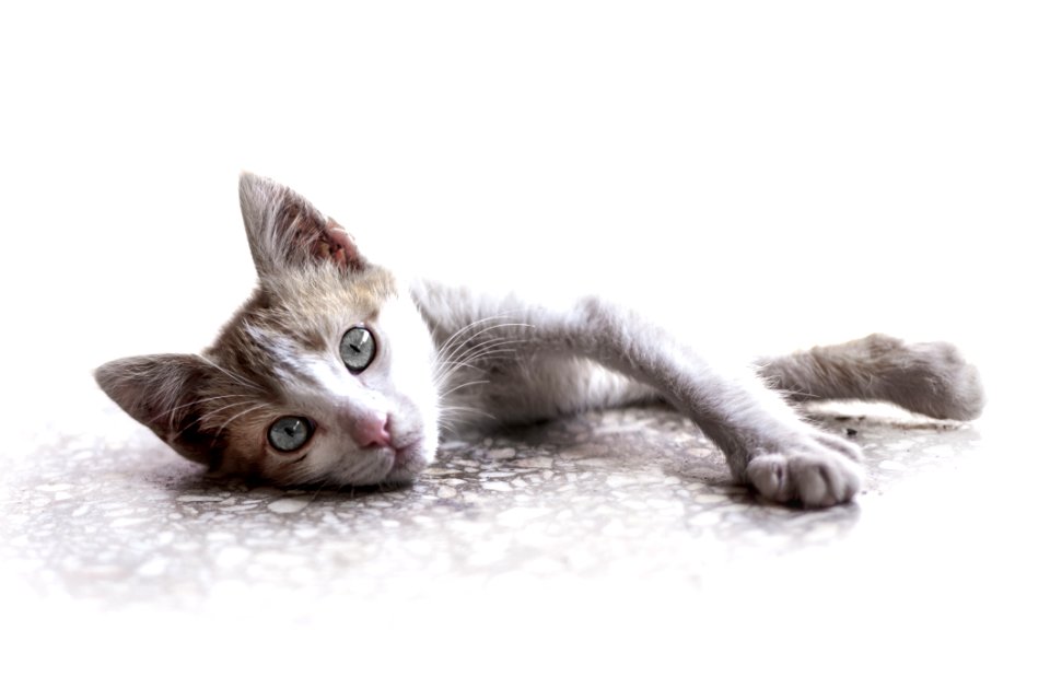 Cat Small To Medium Sized Cats Cat Like Mammal Whiskers