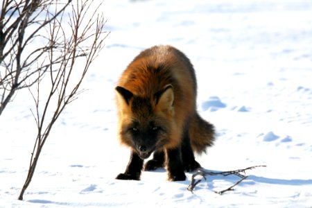 Fox Dog Like Mammal Red Fox Mammal photo