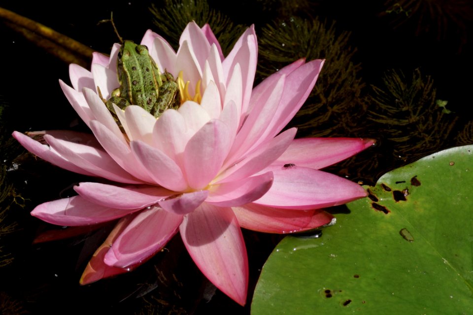 Flower Flora Plant Pink