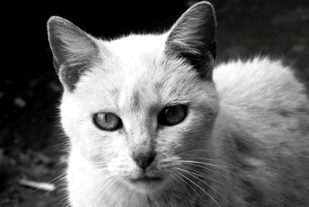 Cat Whiskers White Black photo