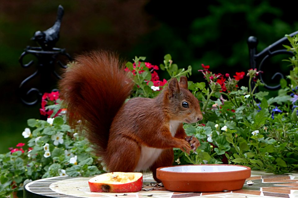 Squirrel Mammal Fauna Rodent