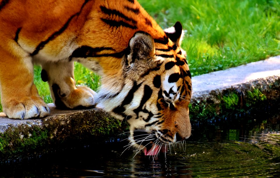 Wildlife Tiger Mammal Fauna