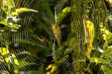 Spider Web Wildlife Vegetation Water