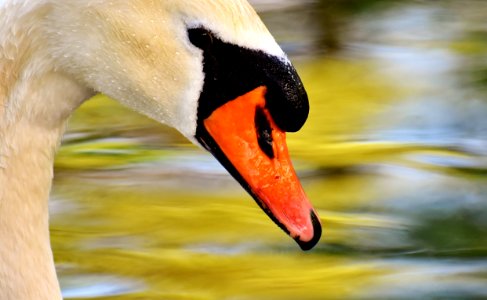 Bird Beak Water Bird Fauna