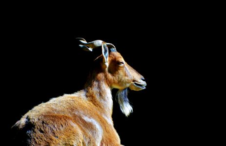 Fauna Goats Wildlife Horn photo