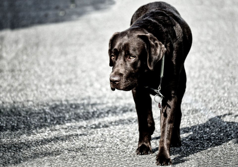 Dog Black Black And White Mammal