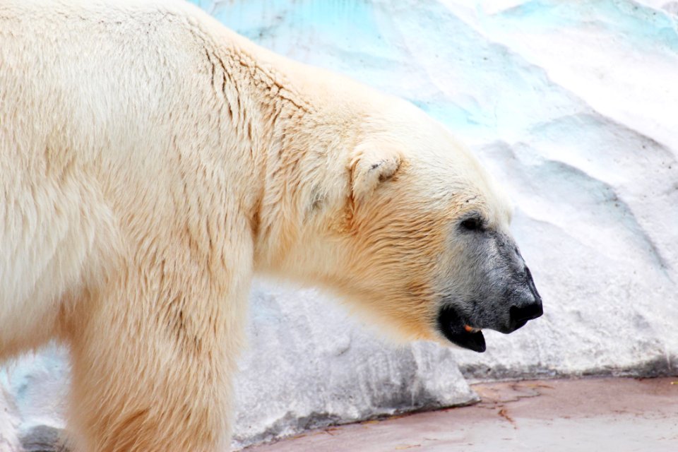 Polar Bear Bear Fauna Arctic