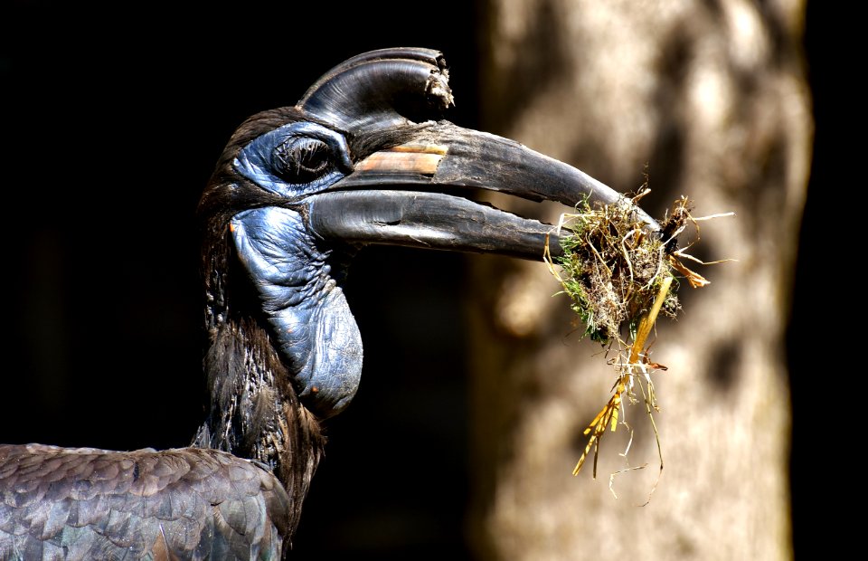 Beak Hornbill Fauna Organism