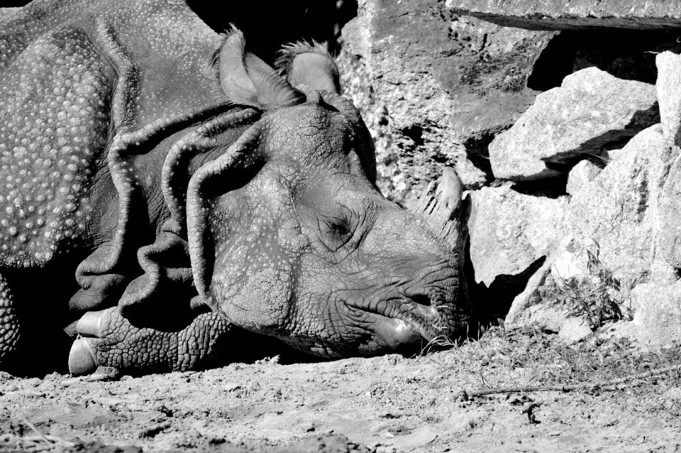 Black Black And White Fauna Monochrome Photography
