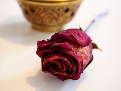 Flower Rose Pink Rose Family