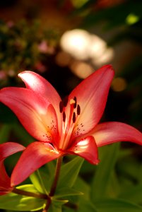 Flower Lily Plant Flora photo