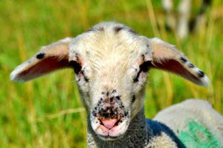 Sheep Fauna Horn Cow Goat Family