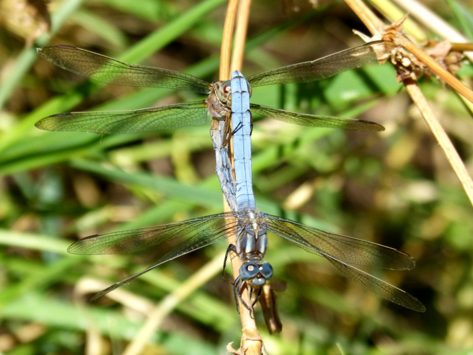 Dragonfly Insect Dragonflies And Damseflies Damselfly