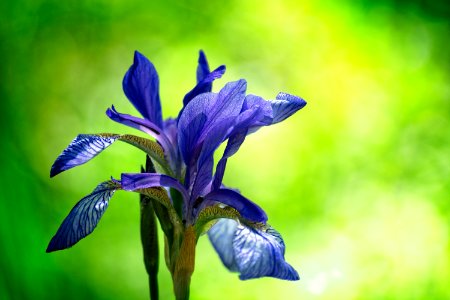 Flower Plant Flowering Plant Iris Versicolor