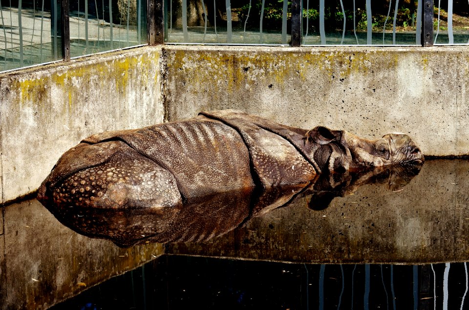 Fauna Zoo Wood Snout