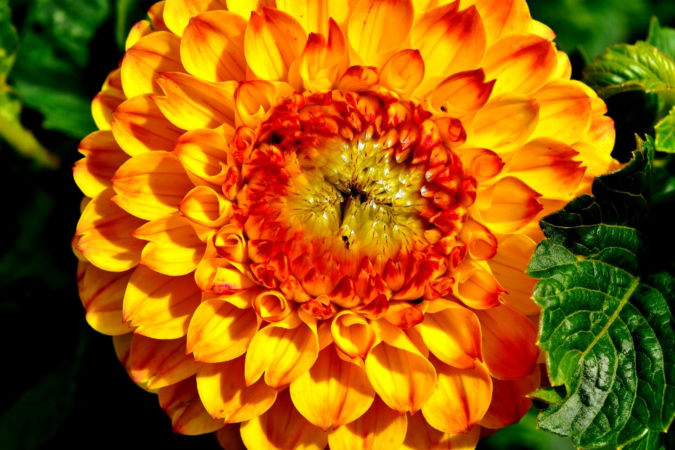 Flower Yellow Flora Petal