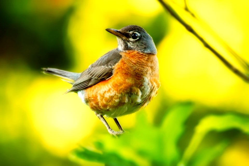 Bird Fauna Beak Robin