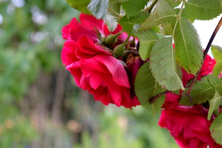 Flower Plant Rose Family Flowering Plant