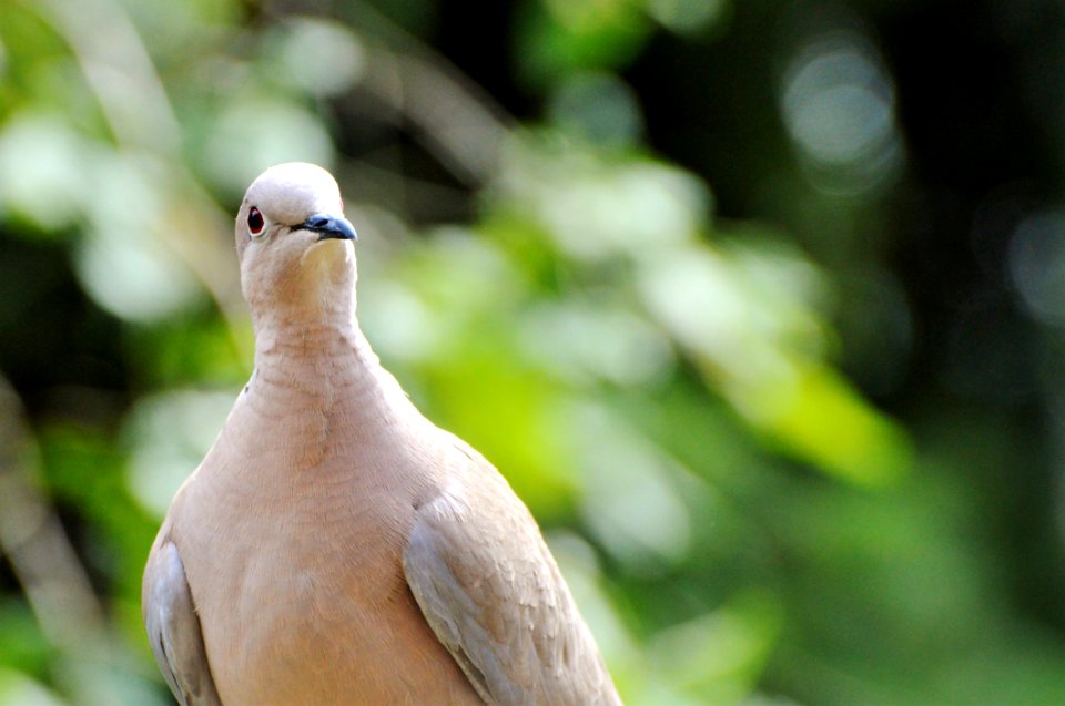 Bird Beak Fauna Close Up