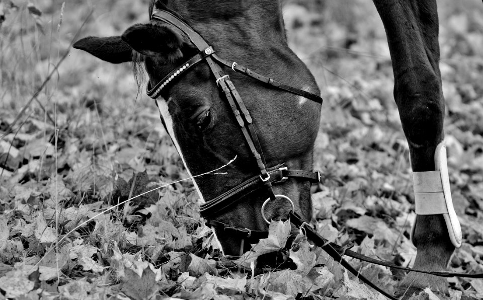 Horse Black And White Bridle Horse Like Mammal