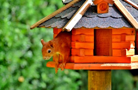 Fauna Bird Feeder Wood Squirrel