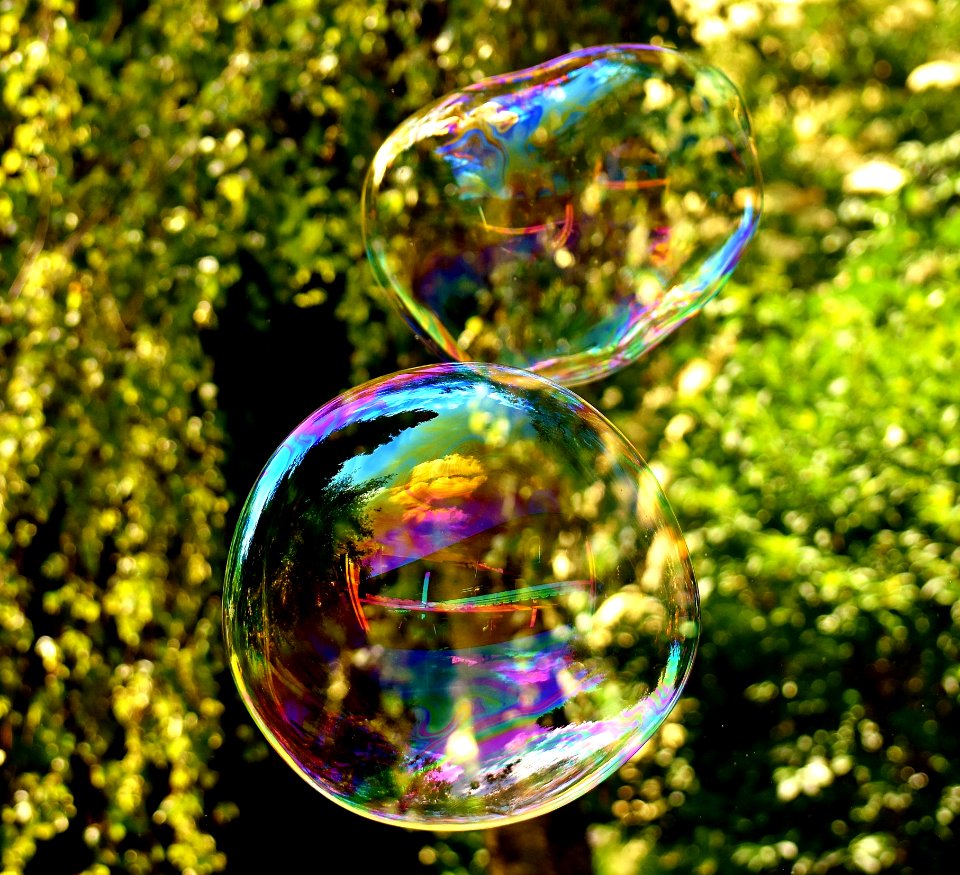 Water Liquid Bubble Organism Tree