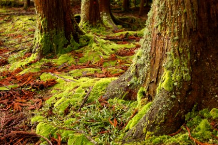 Ecosystem Old Growth Forest Vegetation Nature Reserve photo