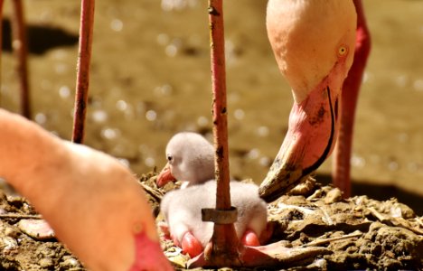 Foot Water Bird