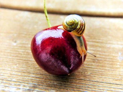 Snail Fruit Macro Photography Snails And Slugs