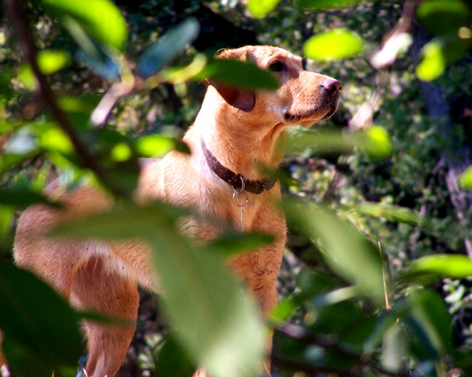 Dog Breed Mammal Dog Dog Like Mammal