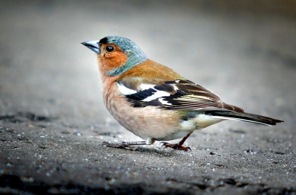 Bird Finch Fauna Brambling