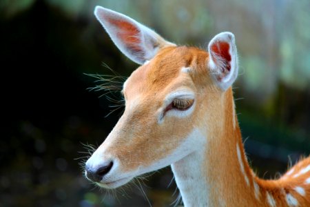 Wildlife Fauna Mammal Deer photo