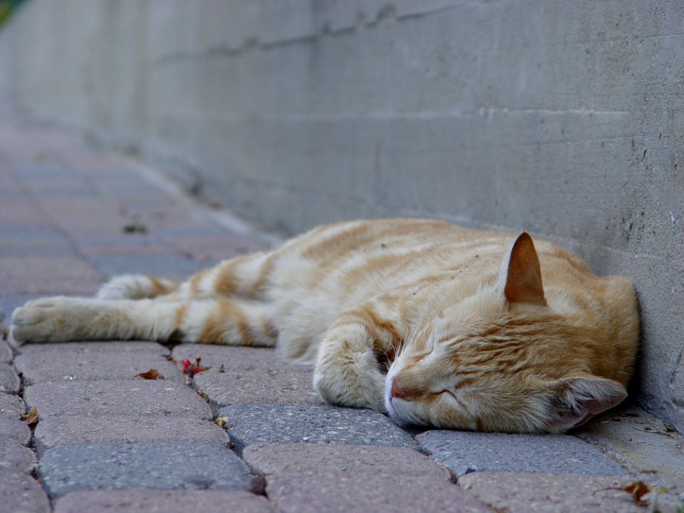 Cat Fauna Small To Medium Sized Cats Whiskers