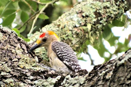 Bird Beak Woodpecker Fauna