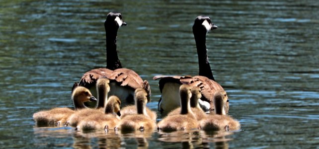 Water Bird Bird Ducks Geese And Swans Fauna photo