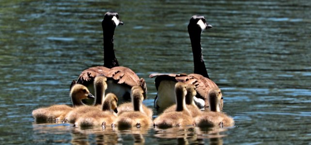 Water Bird Bird Ducks Geese And Swans Fauna