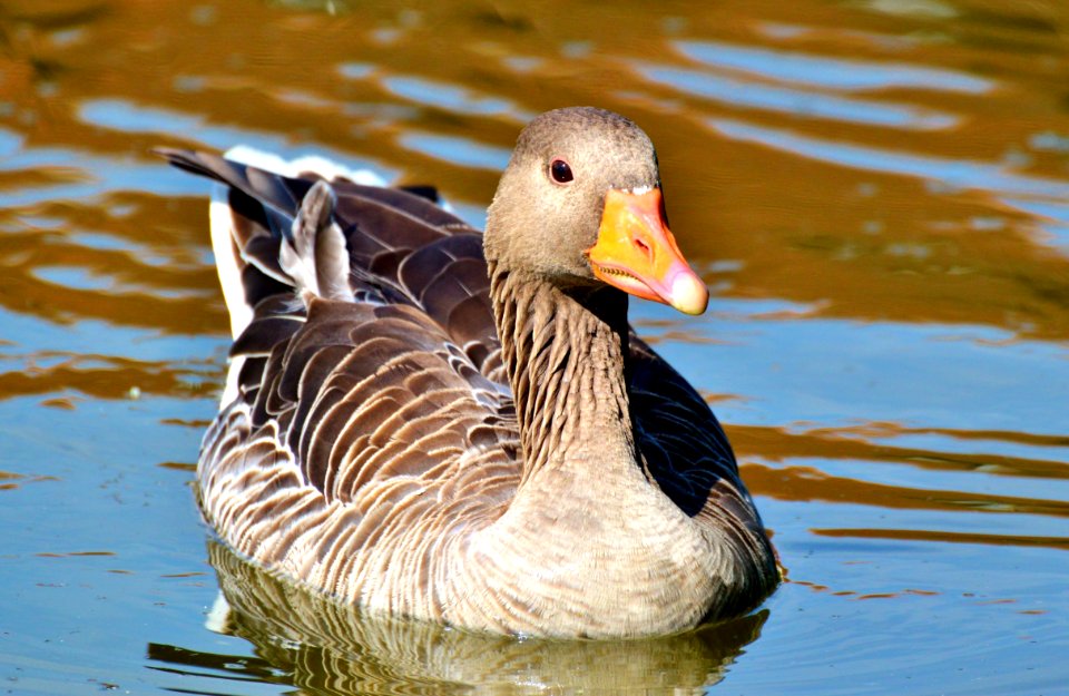 Bird Duck Water Bird Ducks Geese And Swans