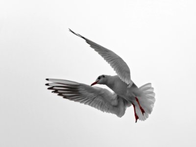 Bird Beak Fauna Seabird photo