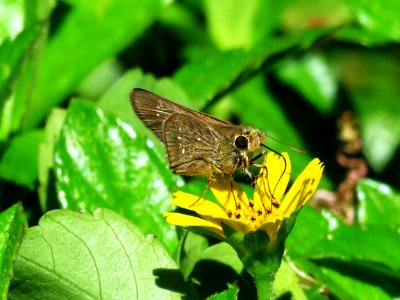 Insect Fauna Invertebrate Butterfly photo