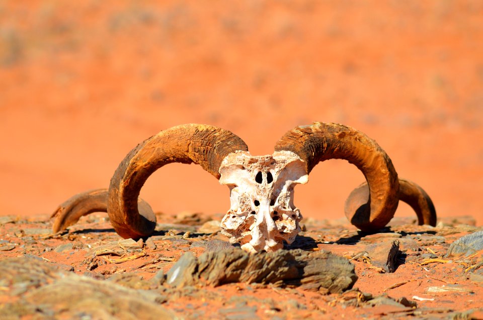 Argali Horn Fauna Terrestrial Animal photo