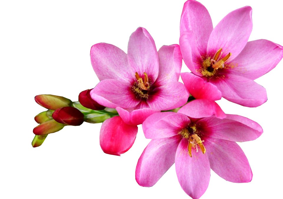 Flower Flowering Plant Plant Petal