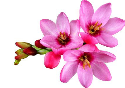 Flower Flowering Plant Plant Petal