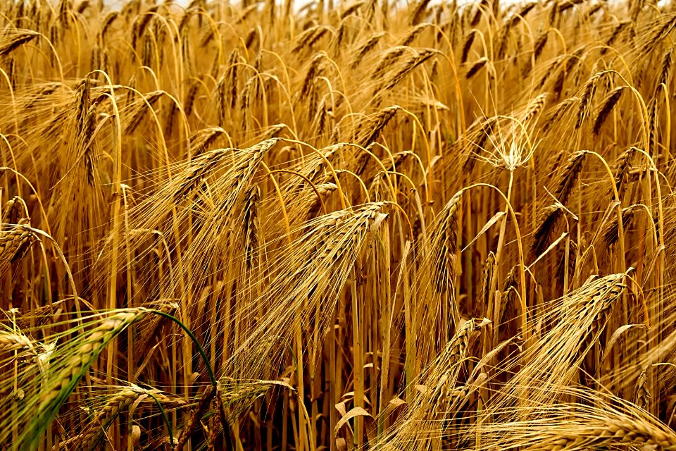 Food Grain Wheat Triticale Grain