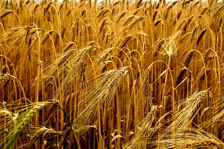 Food Grain Wheat Triticale Grain photo